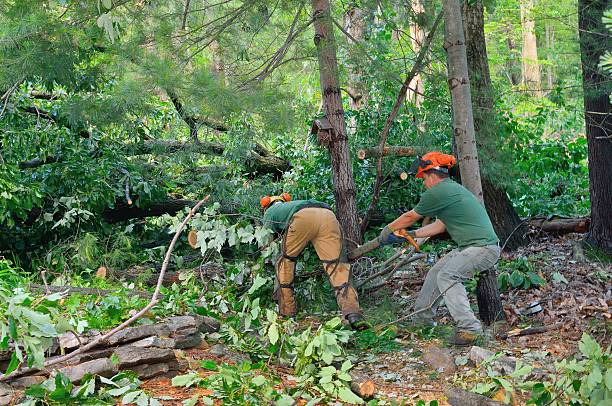 Best Tree Stump Removal  in Hertford, NC